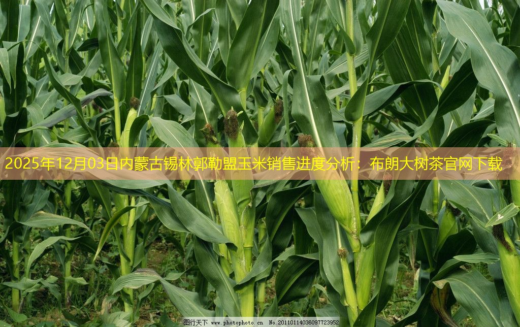 2025年12月03日内蒙古锡林郭勒盟玉米销售进度分析：布朗大树茶官网下载