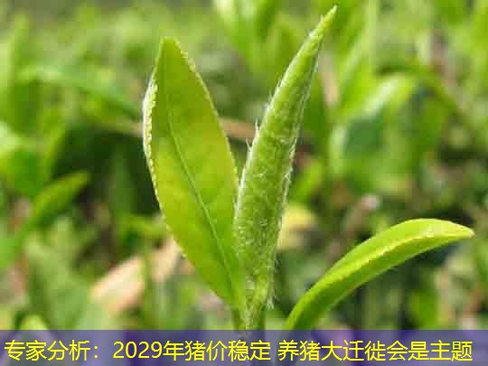 专家分析：2029年猪价稳定 养猪大迁徙会是主题