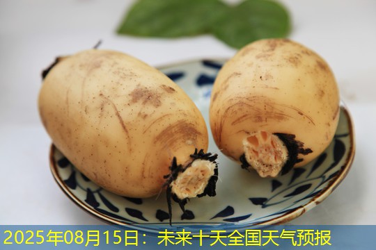 2025年08月15日：未来十天全国天气预报