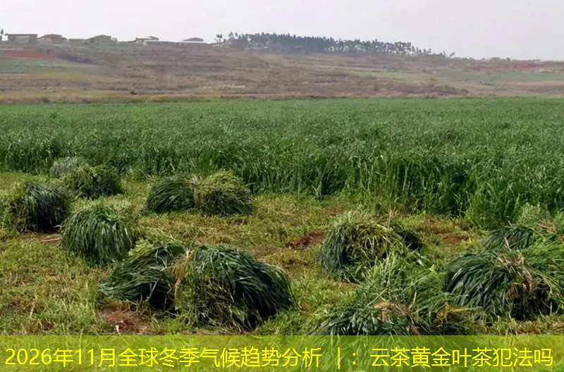 2026年11月全球冬季气候趋势分析 ｜：云茶黄金叶茶犯法吗