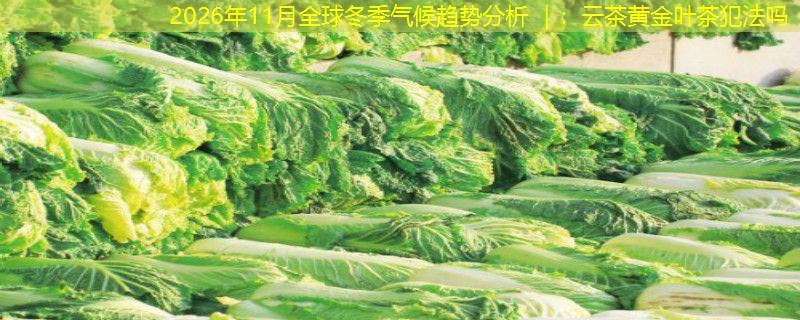 2026年11月全球冬季气候趋势分析 ｜