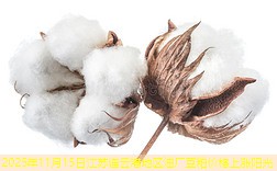 2025年11月15日江苏连云港地区油厂豆粕价格上涨阳光