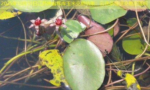 2025年12月31日江苏跨省移库玉米交易结果