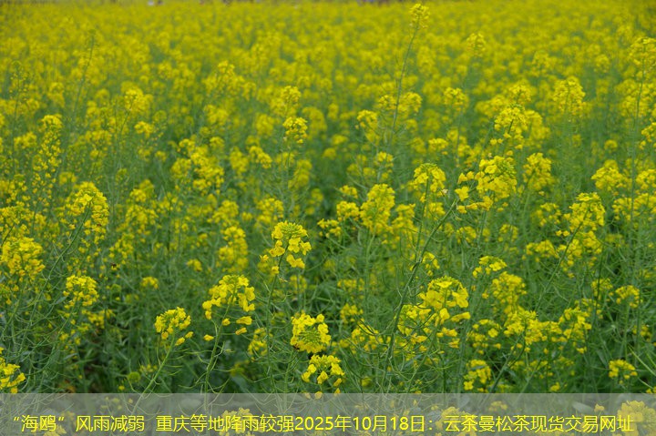 “海鸥”风雨减弱 重庆等地降雨较强2025年10月18日：云茶曼松茶现货交易网址