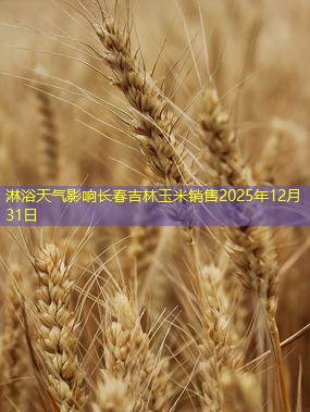 淋浴天气影响长春吉林玉米销售2025年12月31日