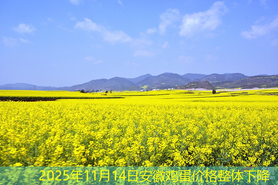 2025年11月14日安徽鸡蛋价格整体下降