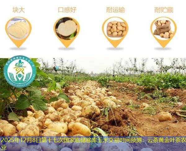 2025年12月8日第十七次国家临储移库玉米交易时间预测