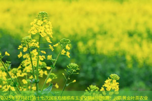 2025年12月8日第十七次国家临储移库玉米交易时间预测