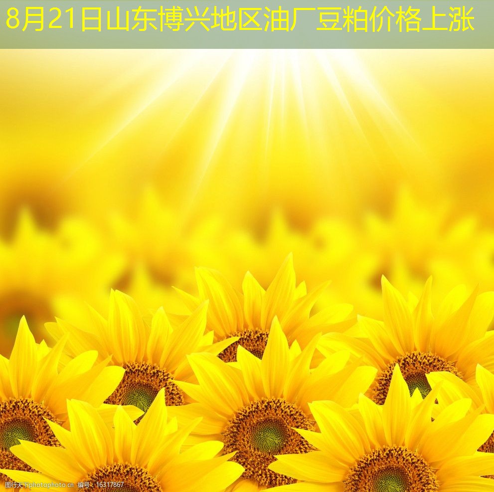 8月21日山东博兴地区油厂豆粕价格上涨