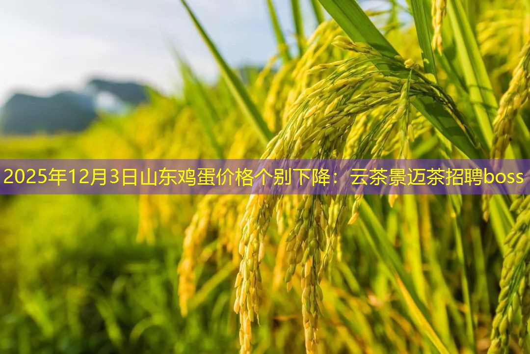 2025年12月3日山东鸡蛋价格个别下降：云茶景迈茶招聘boss