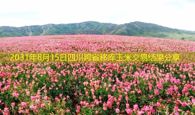 2031年8月15日四川跨省移库玉米交易结果分享