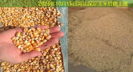 2025年10月15日河北保定玉米价格上涨