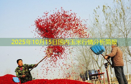 2025年10月15日国内玉米行情分析简报