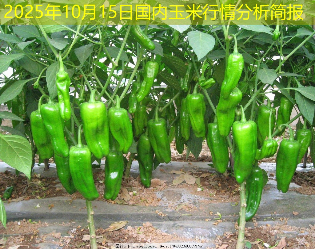 2025年10月15日国内玉米行情分析简报