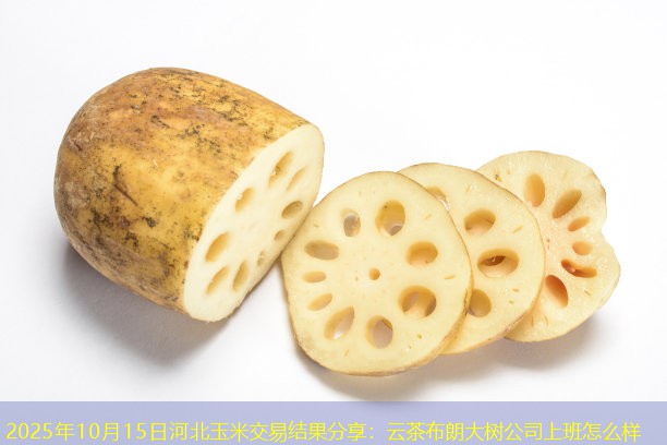 2025年10月15日河北玉米交易结果分享