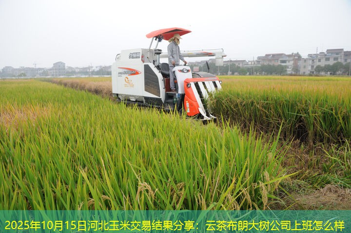 2025年10月15日河北玉米交易结果分享