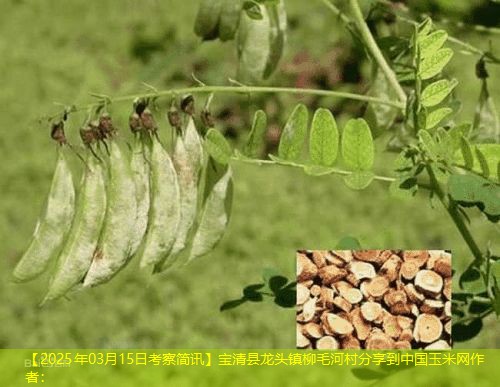 【2025年03月15日考察简讯】宝清县龙头镇柳毛河村分享到中国玉米网作者：