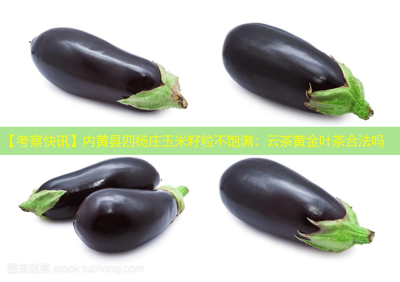 【考察快讯】内黄县四杨庄玉米籽粒不饱满：云茶黄金叶茶合法吗