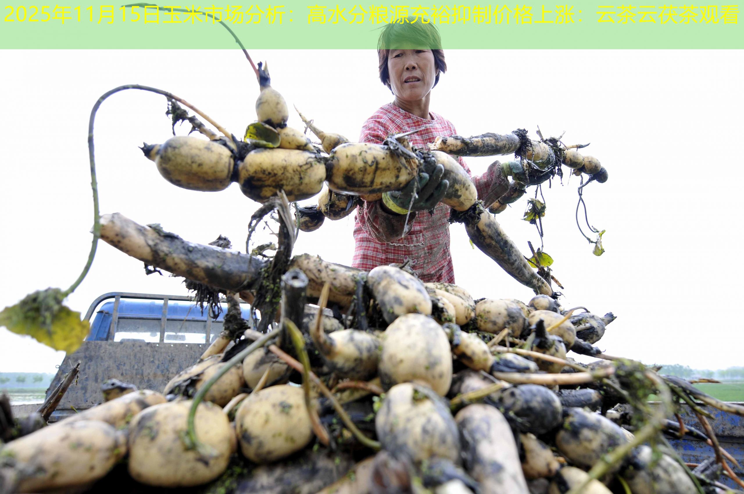 2025年11月15日玉米市场分析：高水分粮源充裕抑制价格上涨：云茶云茯茶观看