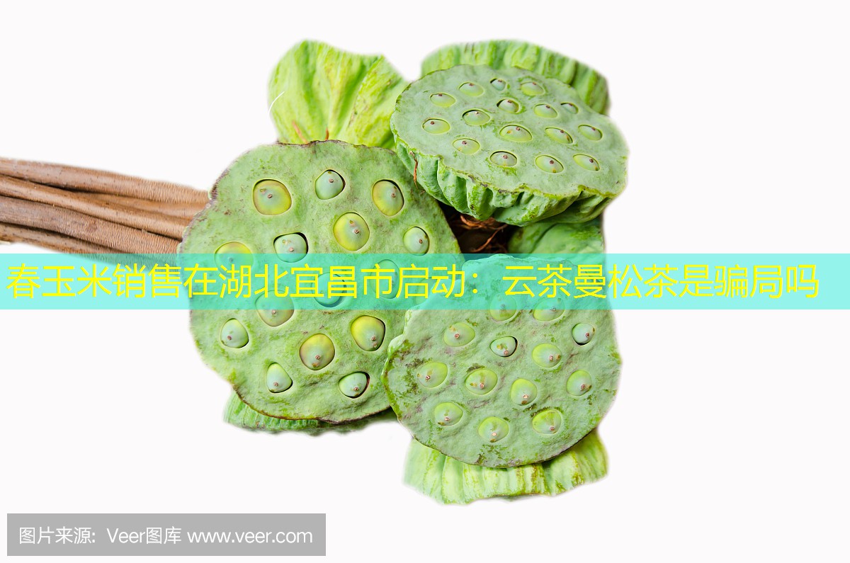 春玉米销售在湖北宜昌市启动：云茶曼松茶是骗局吗