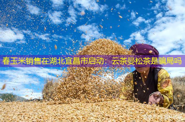 春玉米销售在湖北宜昌市启动