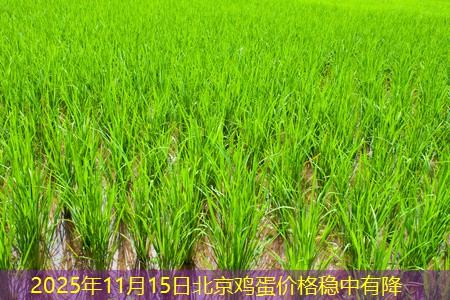 2025年11月15日北京鸡蛋价格稳中有降