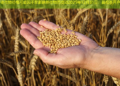老作物价格可能因干旱影响新作物而变动2025年12月31日：曼松茶开户