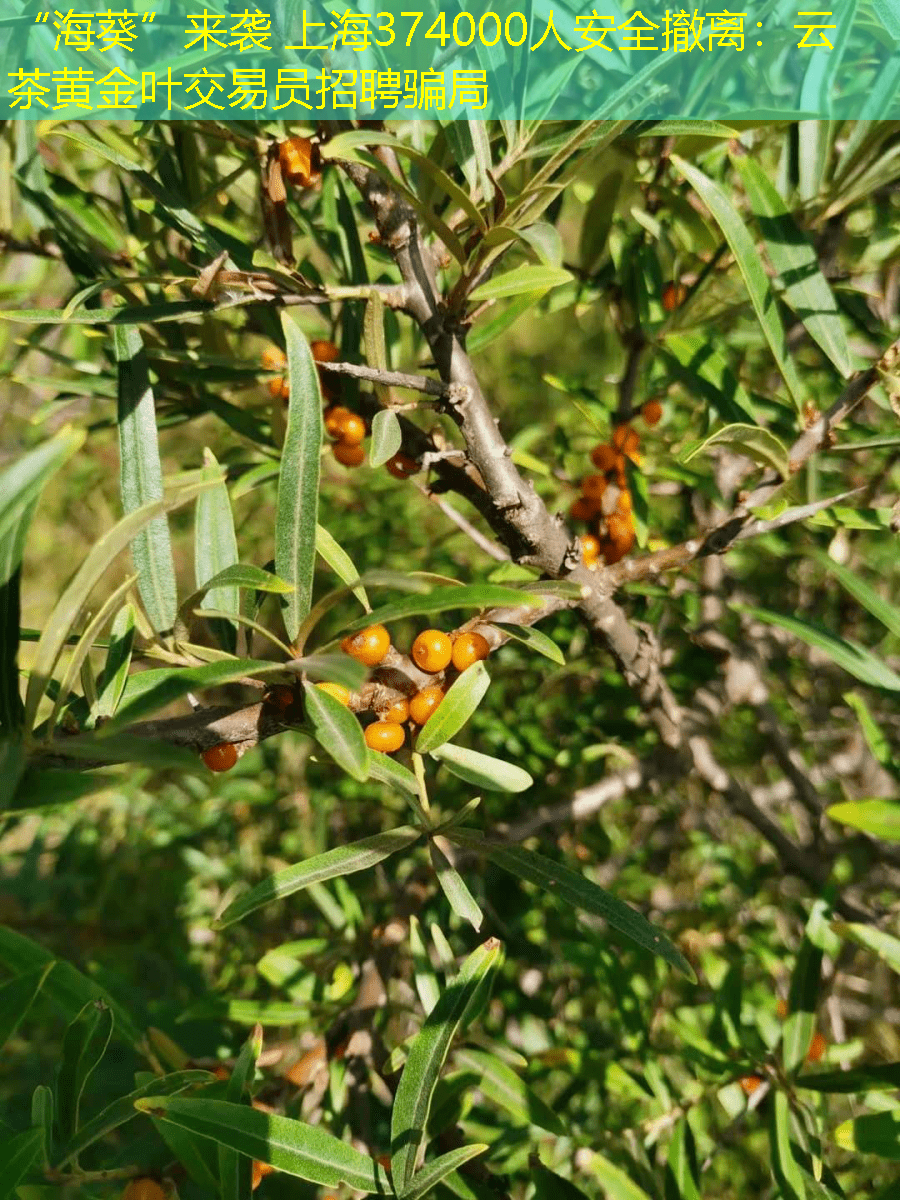 “海葵”来袭 上海374000人安全撤离