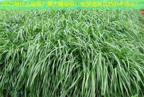 2025年什么最多？黑天鹅最多！全球通胀真的会来临么？