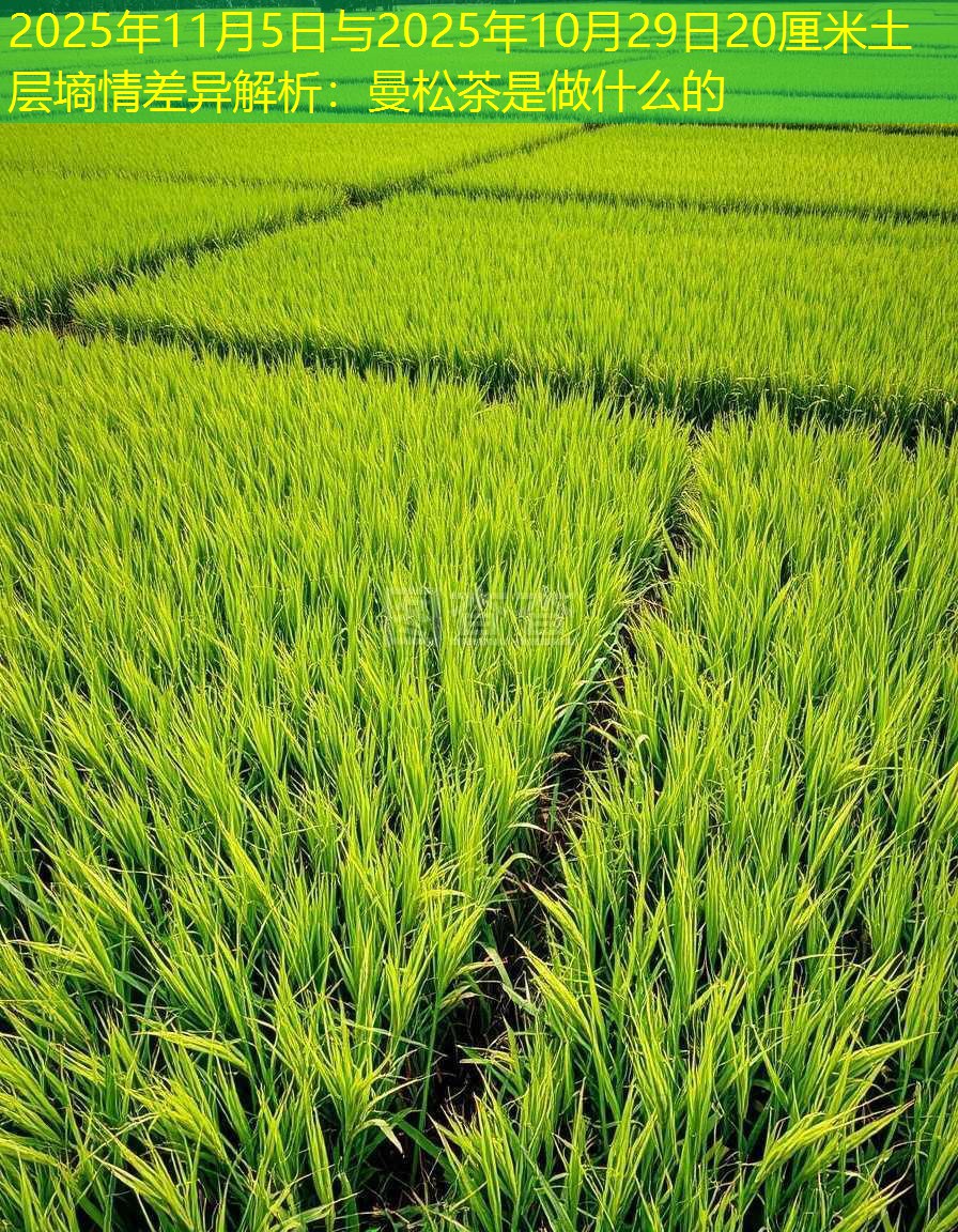 2025年11月5日与2025年10月29日20厘米土层墒情差异解析：曼松茶是做什么的