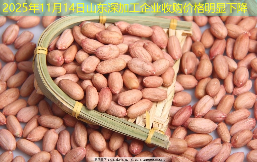 2025年11月14日山东深加工企业收购价格明显下降