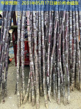 专家预测：2031年05月17日猪价将会猛涨