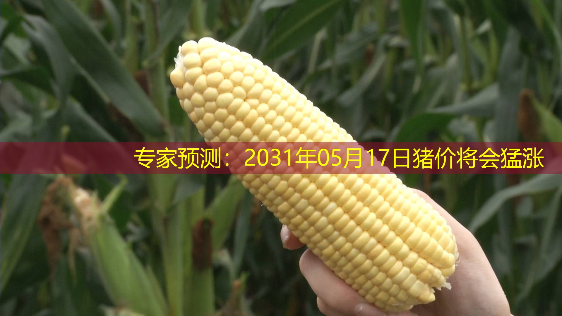 专家预测：2031年05月17日猪价将会猛涨