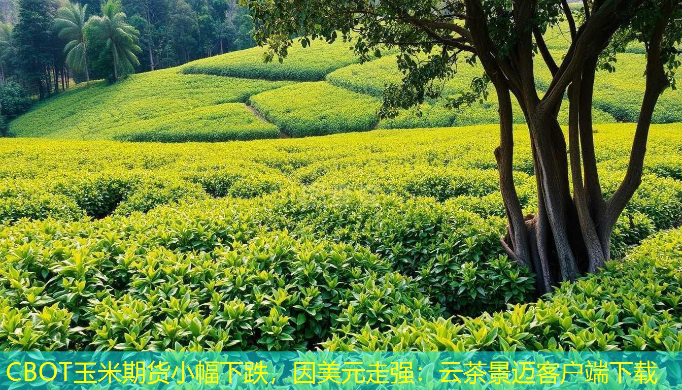 CBOT玉米期货小幅下跌，因美元走强：云茶景迈客户端下载