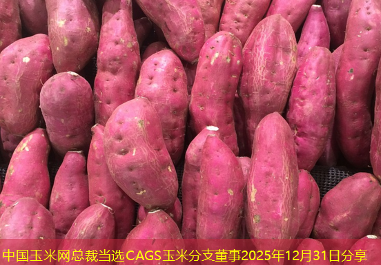 中国玉米网总裁当选CAGS玉米分支董事2025年12月31日分享