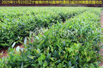 2025年11月23日辽宁省锦州市与盘锦市通报3起非洲猪瘟疫情动态