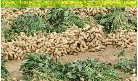 2025年12月03日辽宁大连油厂豆粕最新行情速递：景迈茶客户端是诈骗吗