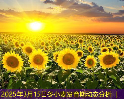 2025年3月15日冬小麦发育期动态分析 ｜