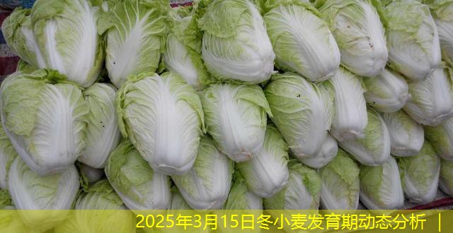 2025年3月15日冬小麦发育期动态分析 ｜