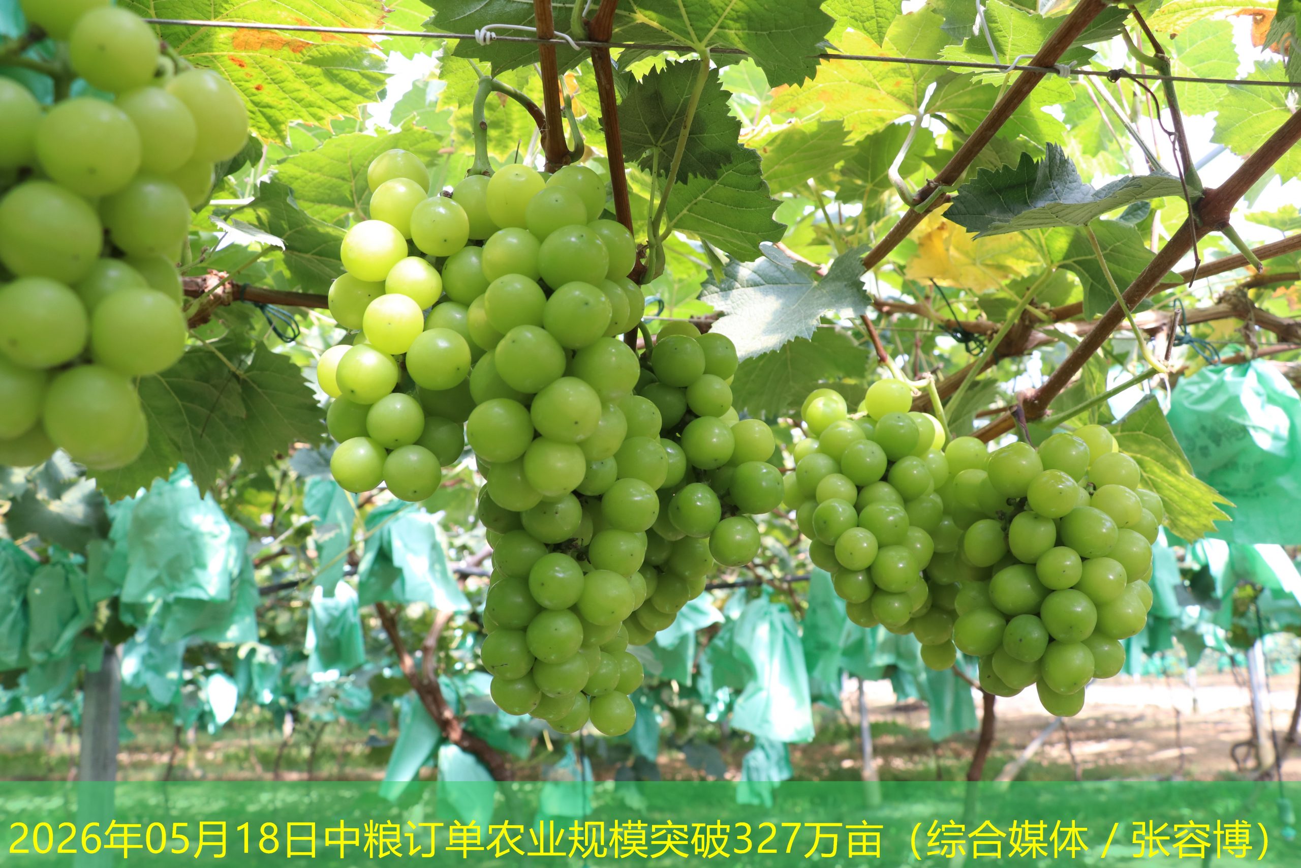 2026年05月18日中粮订单农业规模突破327万亩（综合媒体／张容博）