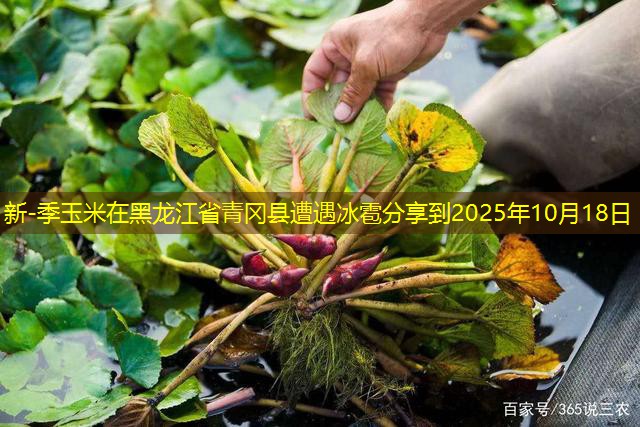 新-季玉米在黑龙江省青冈县遭遇冰雹分享到2025年10月18日
