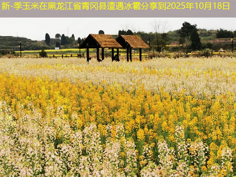 新-季玉米在黑龙江省青冈县遭遇冰雹分享到2025年10月18日