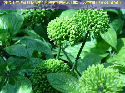 “粮食丰产增效科技创新”重点专项在黑龙江启动：云茶布朗现货交易合法吗