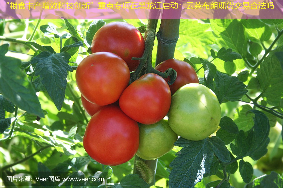 “粮食丰产增效科技创新”重点专项在黑龙江启动