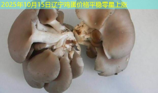 2025年10月15日辽宁鸡蛋价格平稳零星上涨