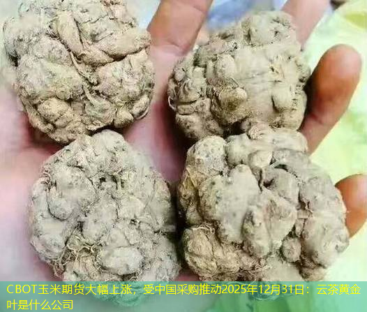 CBOT玉米期货大幅上涨，受中国采购推动2025年12月31日：云茶黄金叶是什么公司
