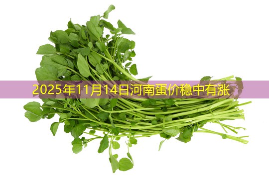 2025年11月14日河南蛋价稳中有涨