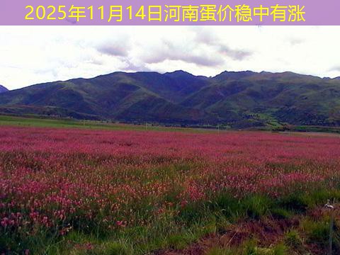 2025年11月14日河南蛋价稳中有涨