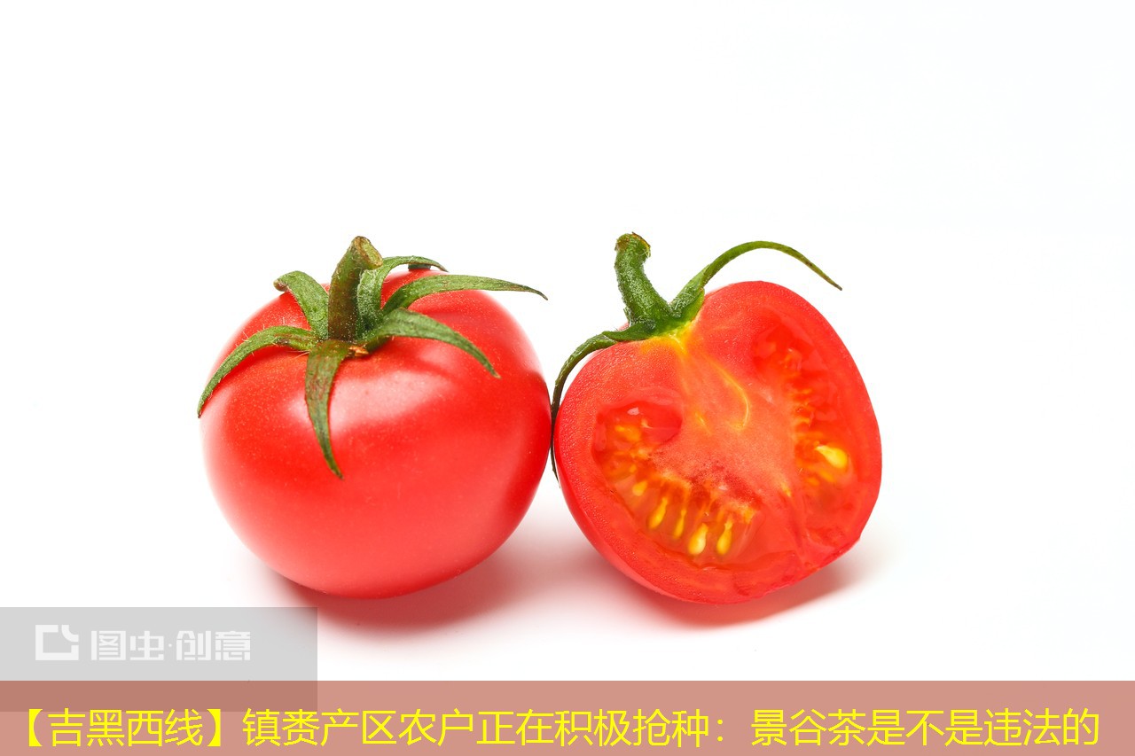 【吉黑西线】镇赉产区农户正在积极抢种：景谷茶是不是违法的