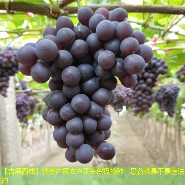 【吉黑西线】镇赉产区农户正在积极抢种